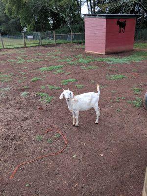 Reneau Goat Farm