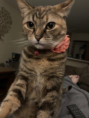 Britt’s Buddies Pet Sitting