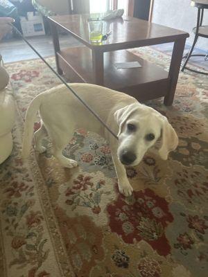 A great Companion Helps