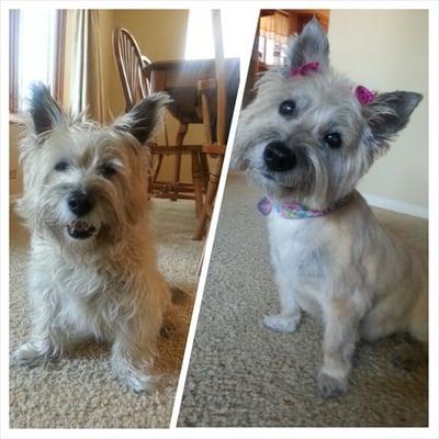 Gentle Touch Grooming Spa