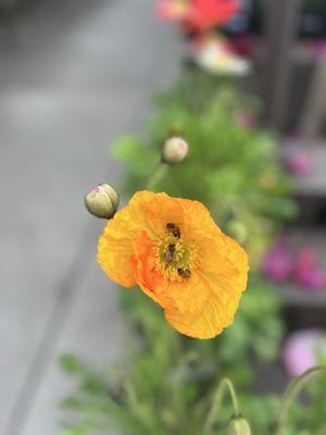 Armstrong Garden Centers