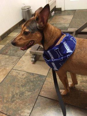 Companion Animal Clinic