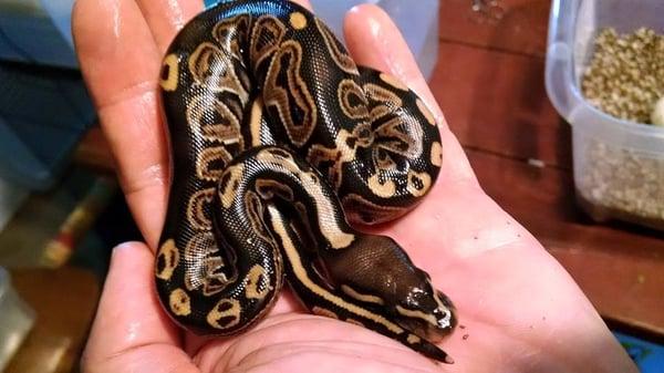 C & C Tropical Paradise Pet Shop