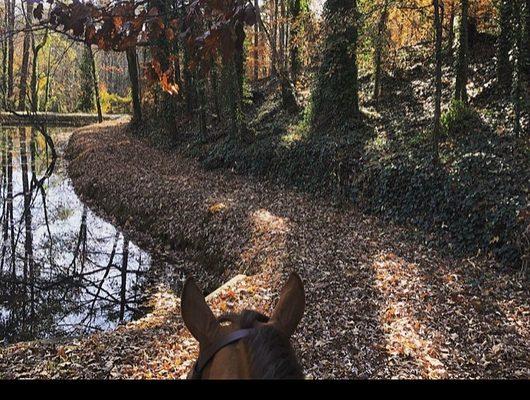 Safe Haven Riding Academy