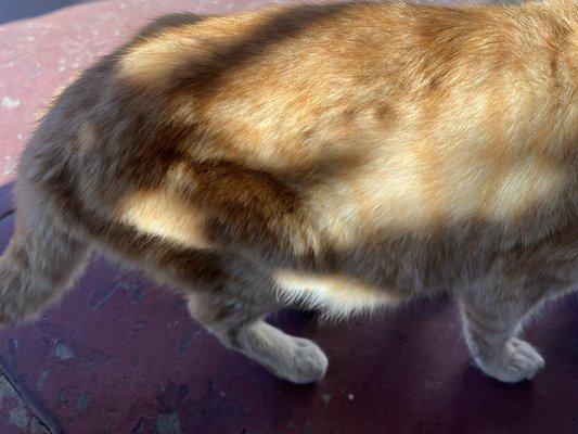 Affordable Animal Hospital