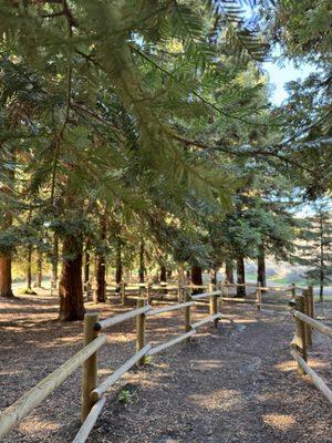 Redwood Grove