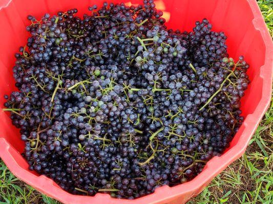 Grape harvest