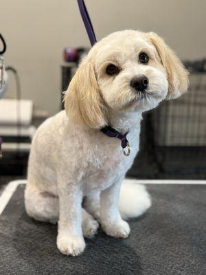 Nicole’s Wicked Mutts Dog Grooming