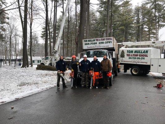 Tom Mullan Tree Removal