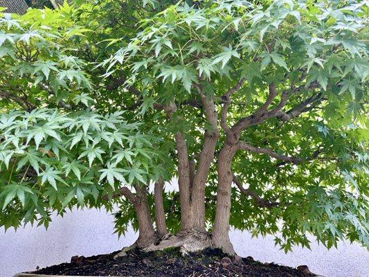 National Bonsai & Penjing Museum