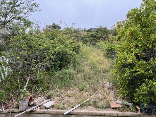 Orange County Tree Patrol