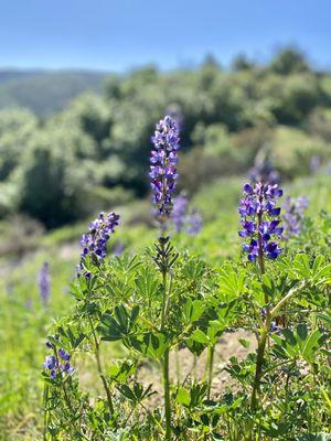Caballero Canyon Trail
