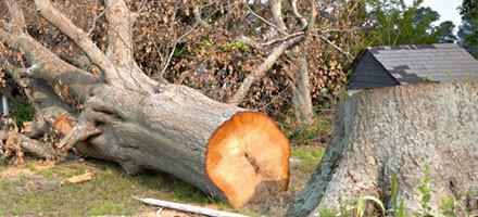 Thomas Tree Service & Landscaping