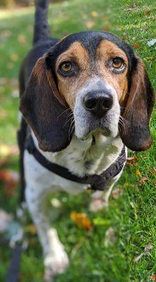 Cozy Kitties and Canines