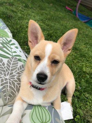 Tallmadge Animal Hospital