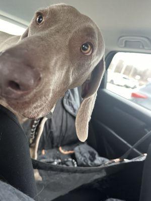 Weimaraner at TAW