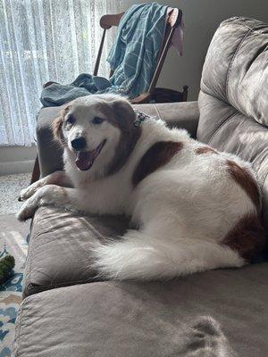 Ruff Kuts by Kristin