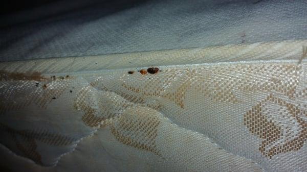 Bed bugs and roaches. Do not and would never recommend this place to anyone. Terrible service. The staff is beyond rude!