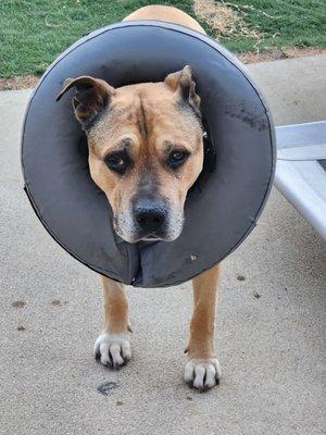 Kanan Veterinary Hospital