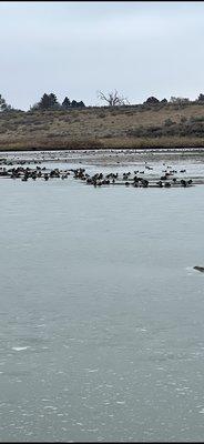 McNary National Wildlife Refuge