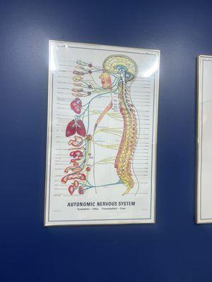 Forever Young Chiropractic