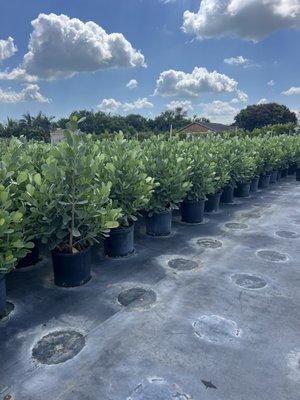 Reyes Nursery and Landscaping