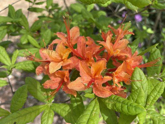 Fred Hamilton Rhododendron Garden