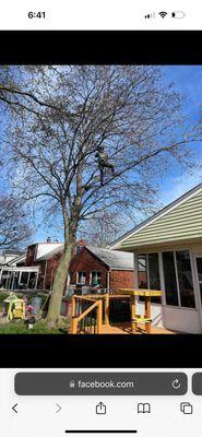 Lynns Total Tree Care