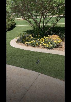 Curbing
turf
landscape
stamped concrete
texture