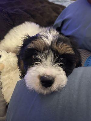 Monterey Park Animal Hospital