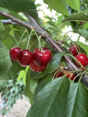 3D Cherries