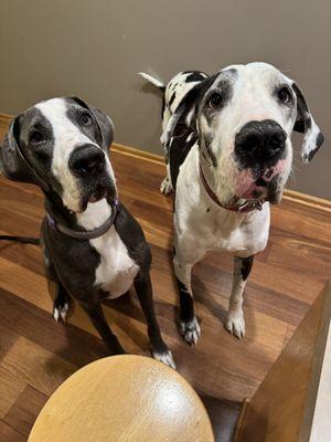 Nikki’s Furever Friends