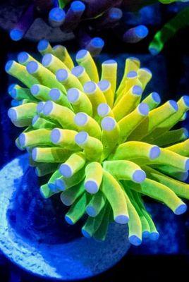 #SaltwaterReefCo #TorchCoral #ReefTank #CoralStore #AquariumShop #WheelingIL #ReefAquarium #MarineLife #AquariumCorals