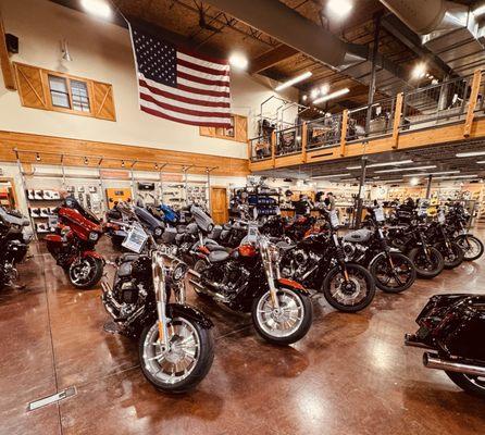 Young Grizzly Harley Davidson