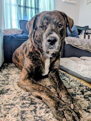 House of Cerberus Dog Walking & Pet Sitting