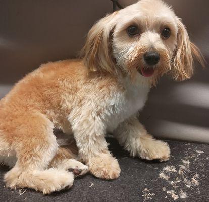 The Dog Spaw & Poochie's Playhouse