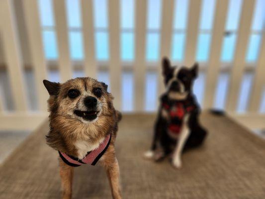 Gizmo’s Doggie Daycare