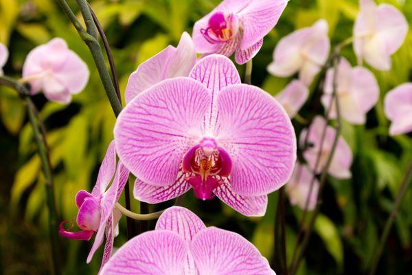 Nicholas Conservatory and Gardens