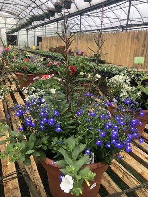 Cedar Swamp Farm & Greenhouses
