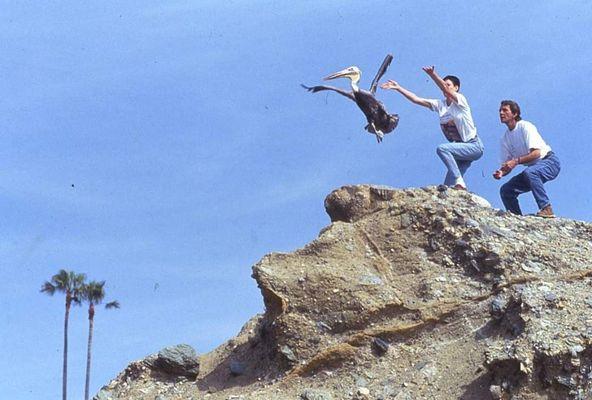 Pacific Wildlife Project