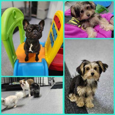 Lacy's Struttin Mutts