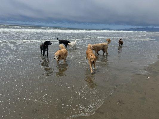 Woof Pack Adventures