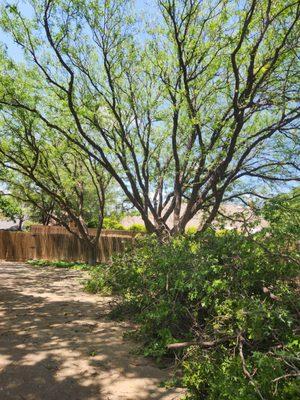 C&T Tree and Landscape