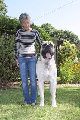 Oh Behave Dog School