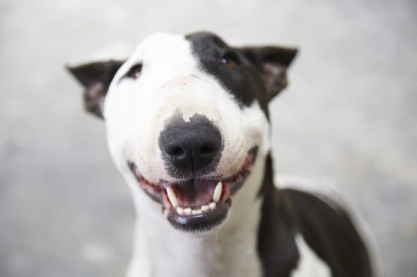 Mission Underdog Group