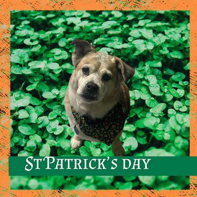 Punkin and Pals Pet Styles