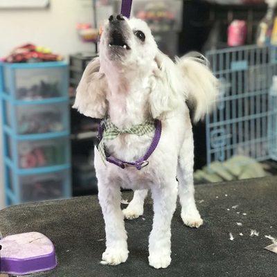 Arfordable Pet Grooming