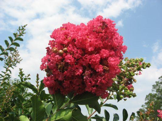 Hahira Nursery Inc