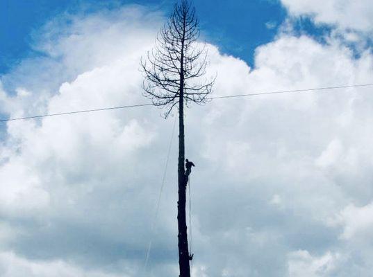 Stansell Tree Service