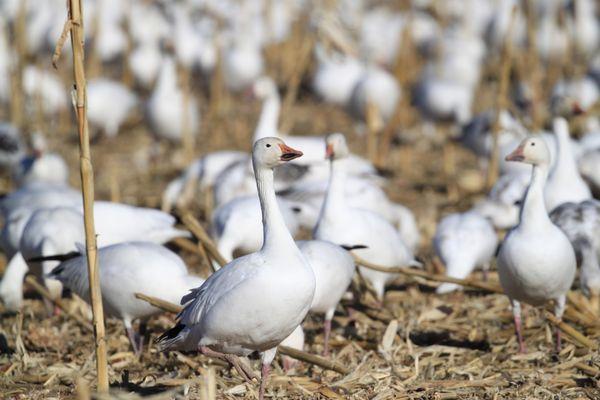 Snow goose at nearby Bernardo WMA.